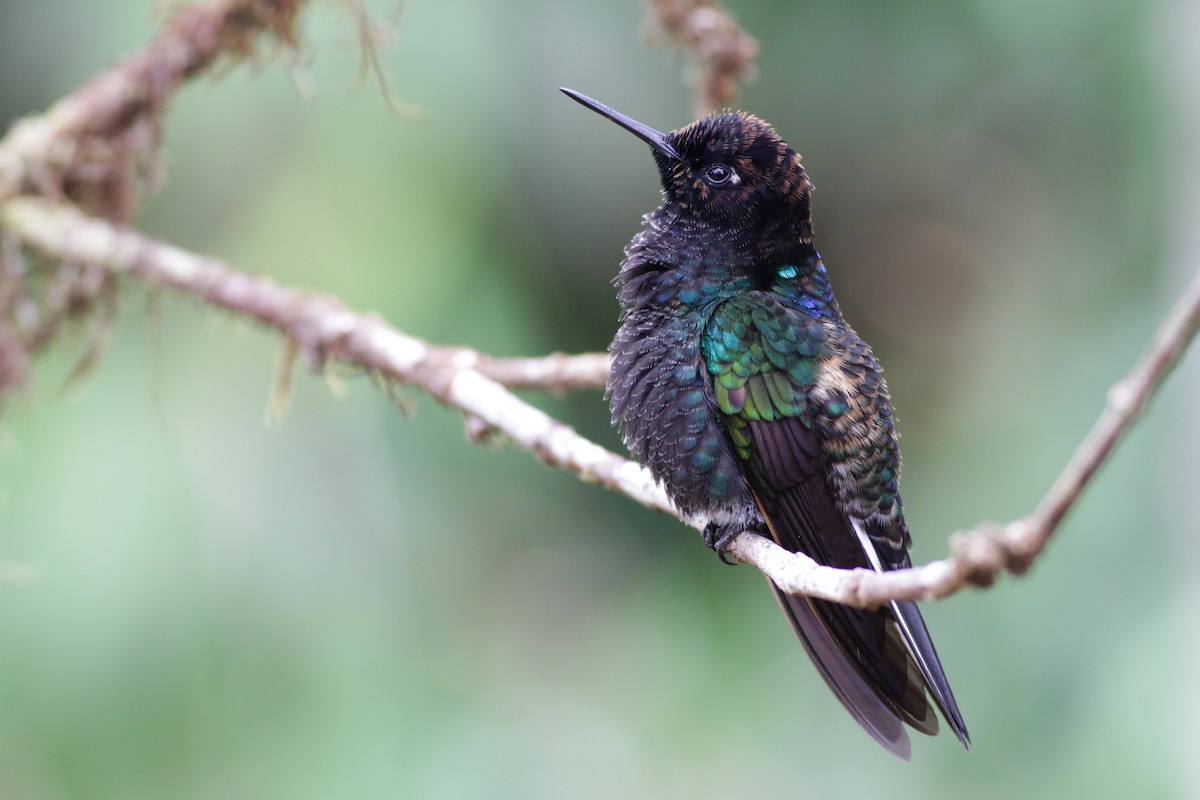 kolibřík hyacintový - ML41029211