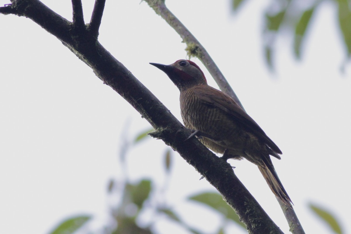 Golden-olive Woodpecker - ML41029251