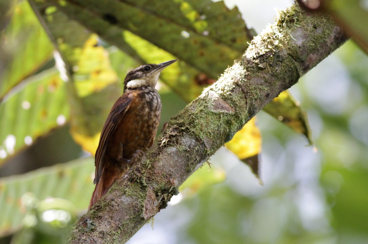 Pacific Tuftedcheek - Ian Davies