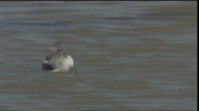 Phalarope de Wilson - ML410294