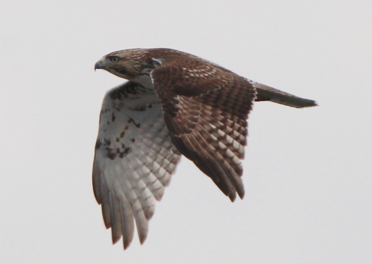 Red-tailed Hawk - ML410294291