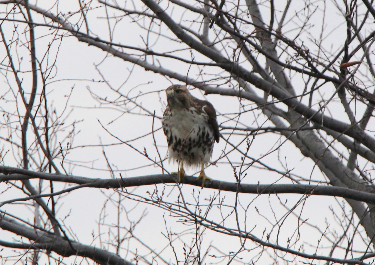Red-tailed Hawk - ML410294301