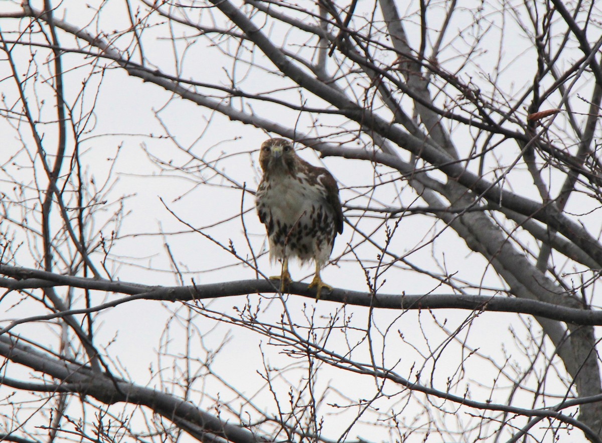 Red-tailed Hawk - ML410294331