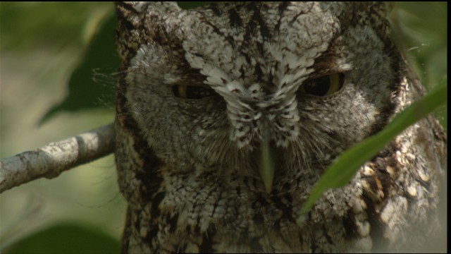 Eastern Screech-Owl (McCall's) - ML410295