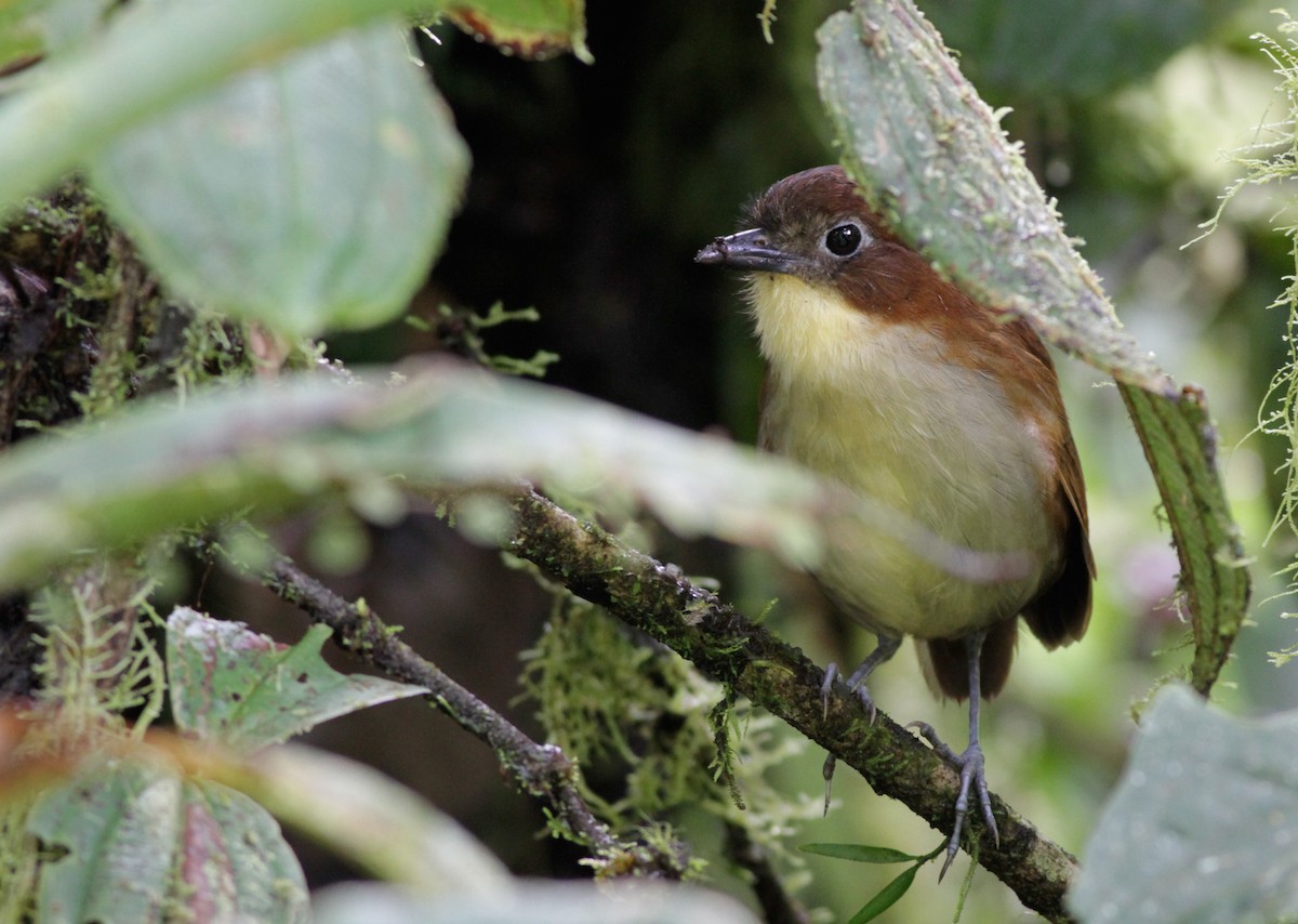 Yellow-breasted Antpitta - ML41029541