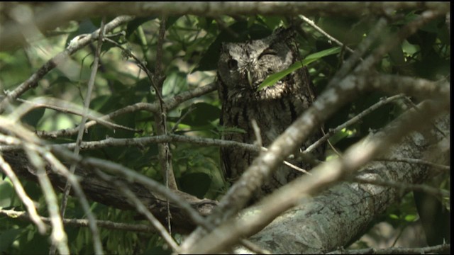 Eastern Screech-Owl (McCall's) - ML410296