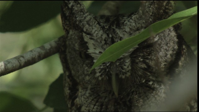 Eastern Screech-Owl (McCall's) - ML410297