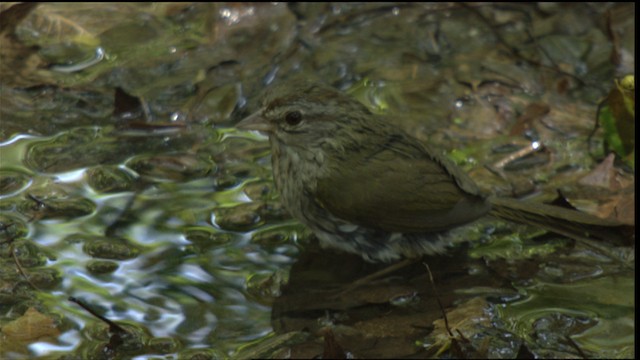 Cerquero Oliváceo (grupo rufivirgatus) - ML410298