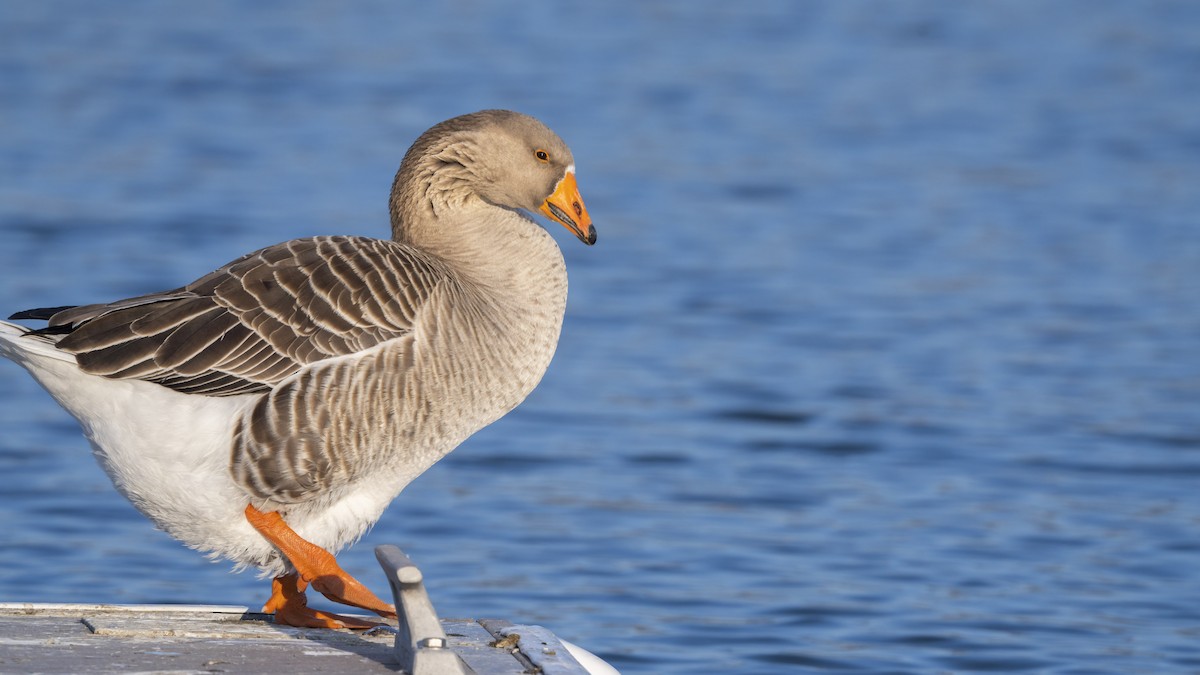 Graylag x Swan Goose (hybrid) - Anonymous