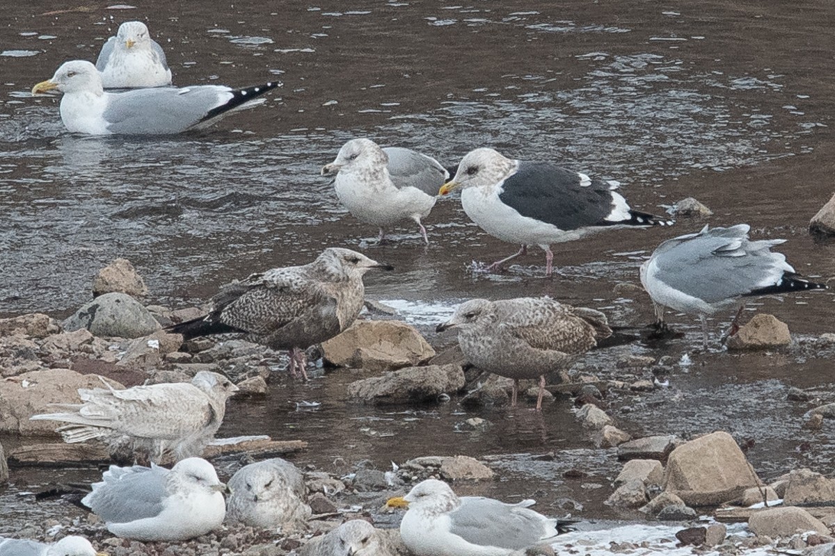 Slaty-backed Gull - Ryan Griffiths