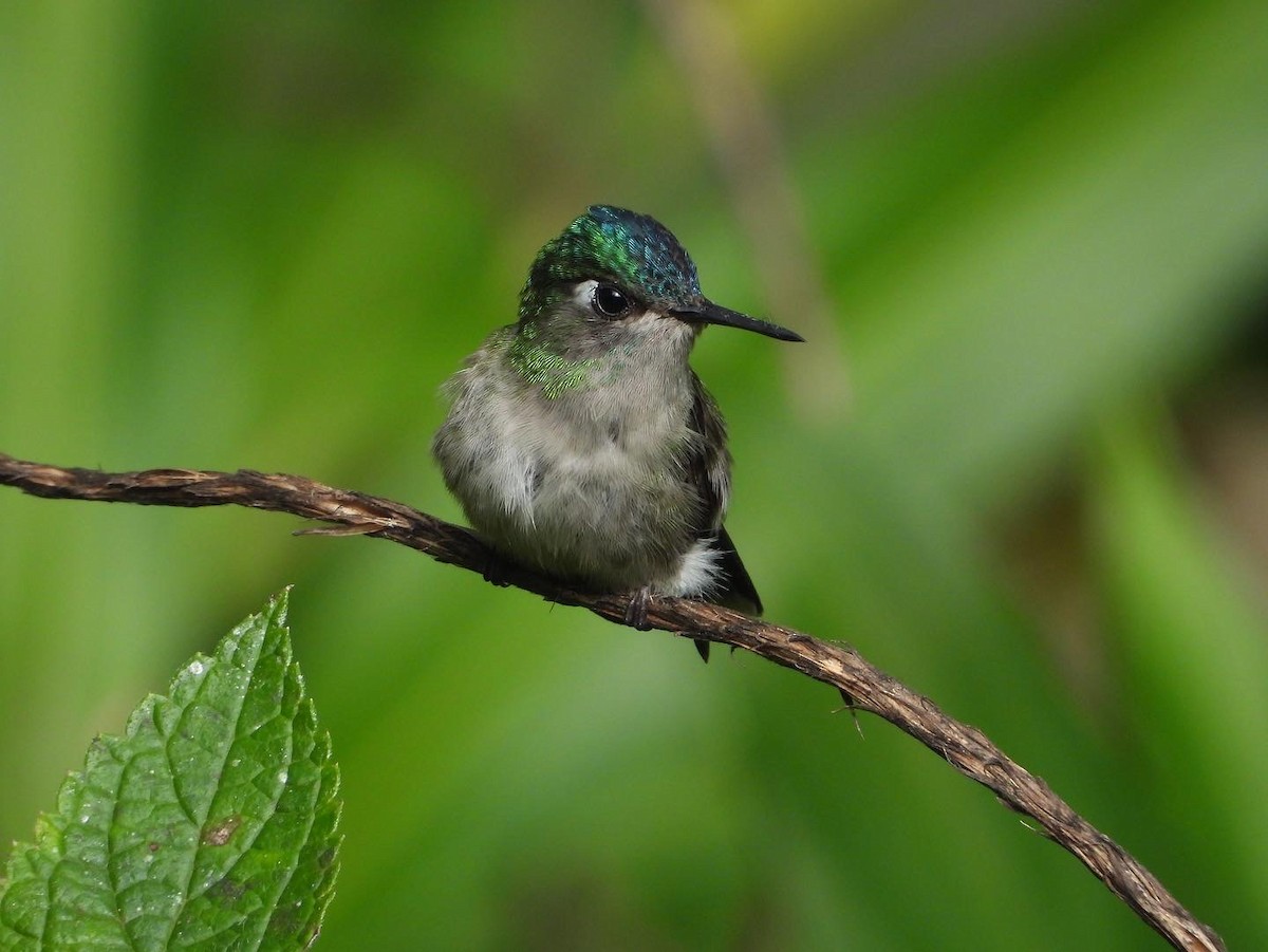 kolibřík fialovohlavý - ML410302751