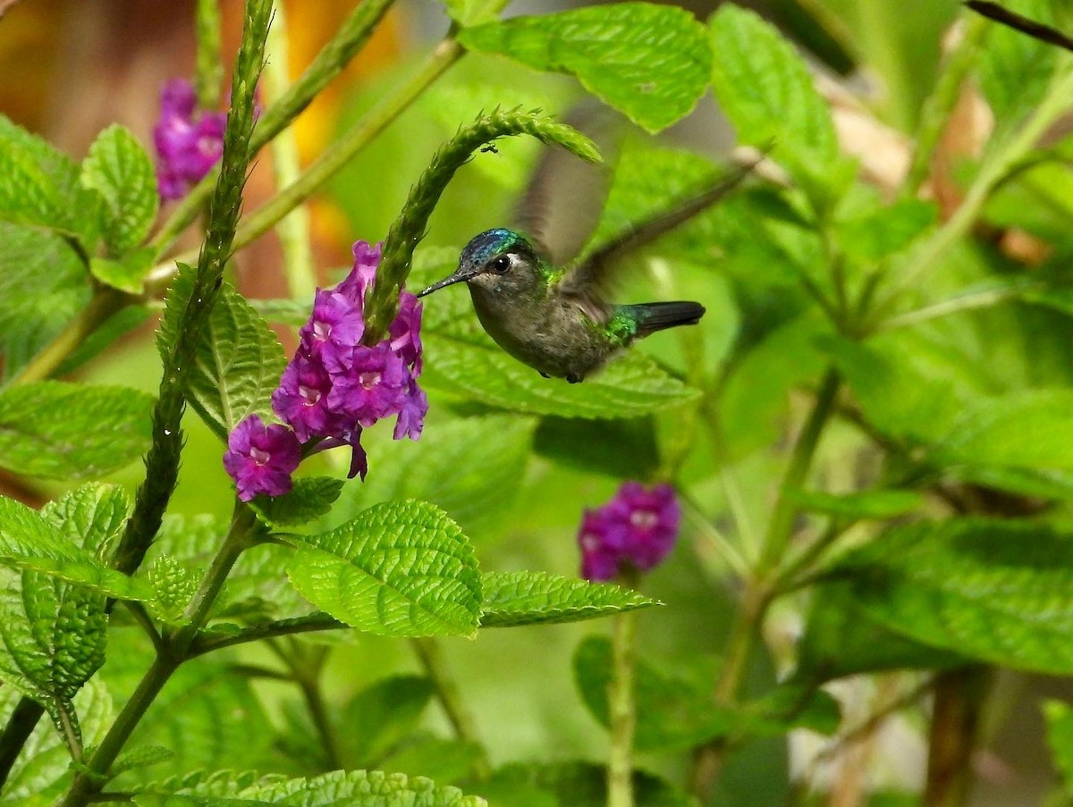 kolibřík fialovohlavý - ML410302761