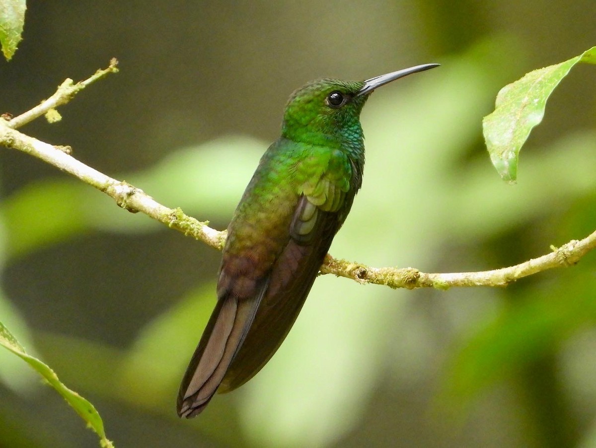 kolibřík křivozobý - ML410302791