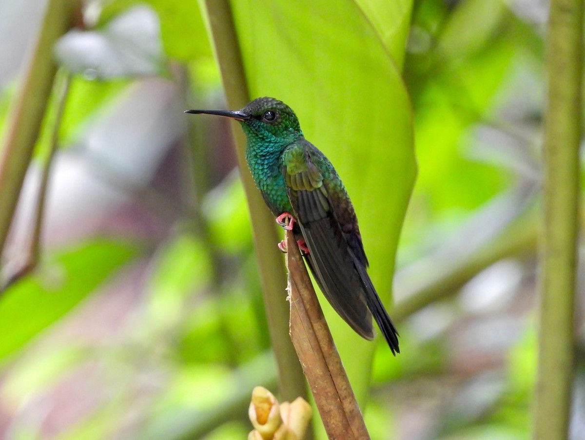 kolibřík křivozobý - ML410302801