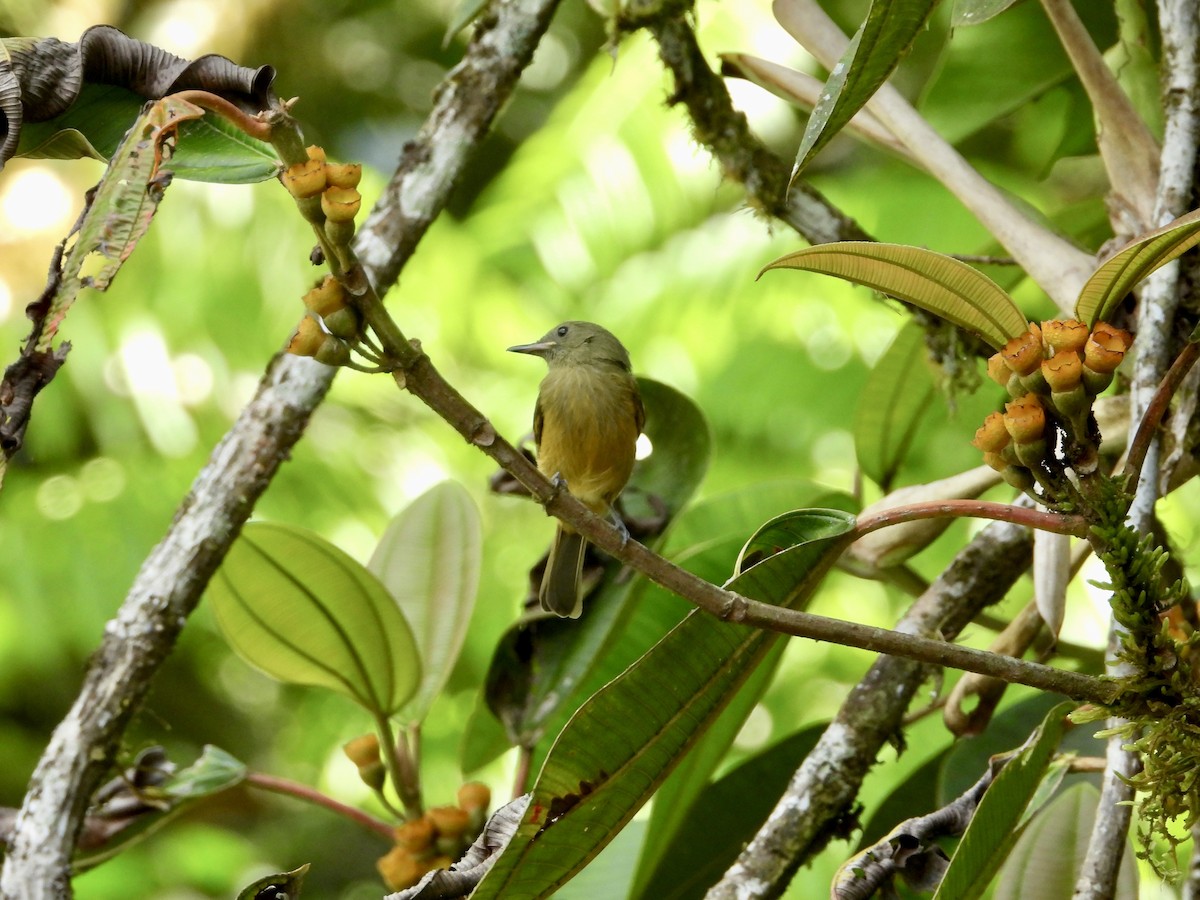 Ochre-bellied Flycatcher - ML410303041