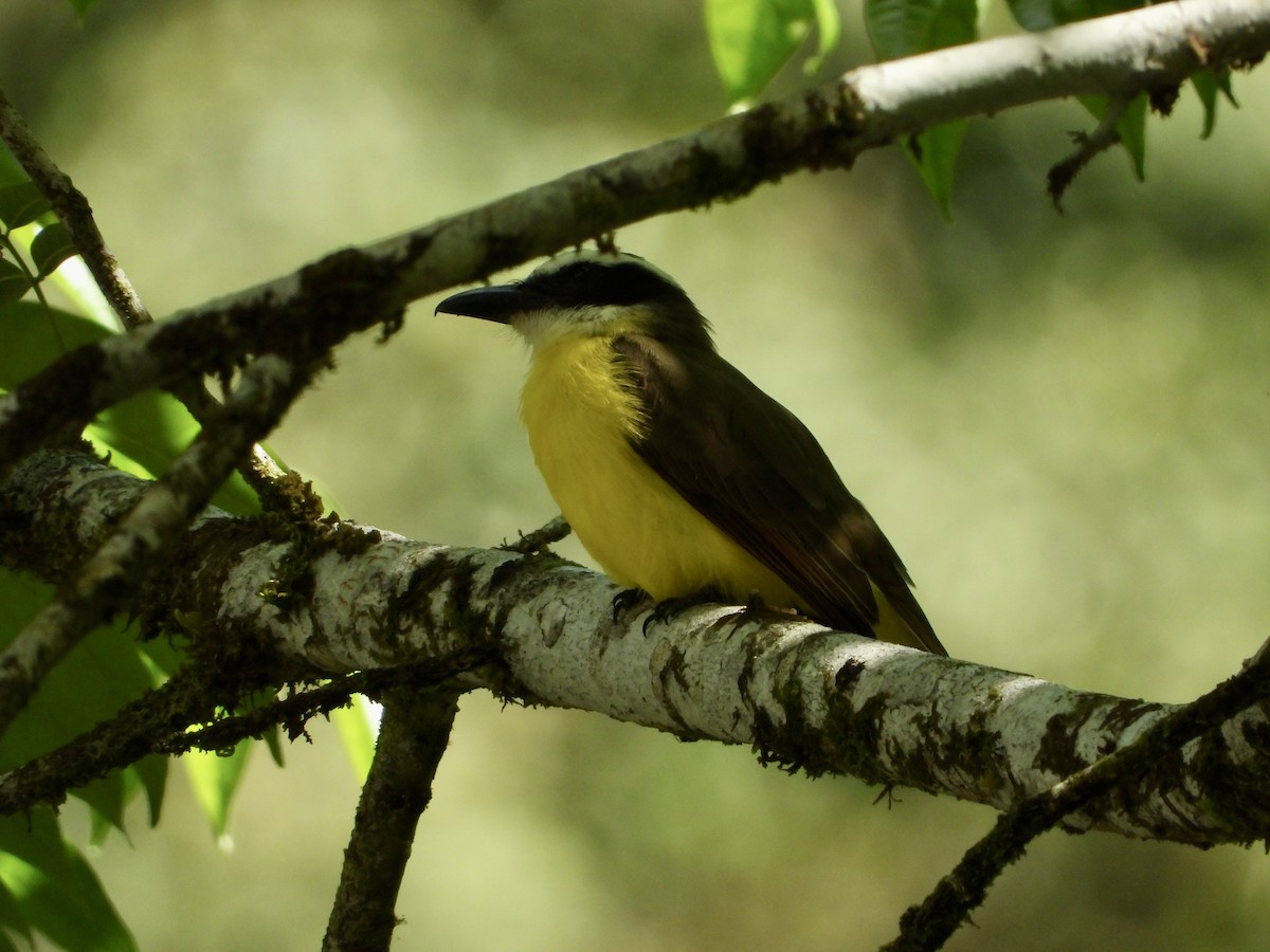 Boat-billed Flycatcher - ML410303121