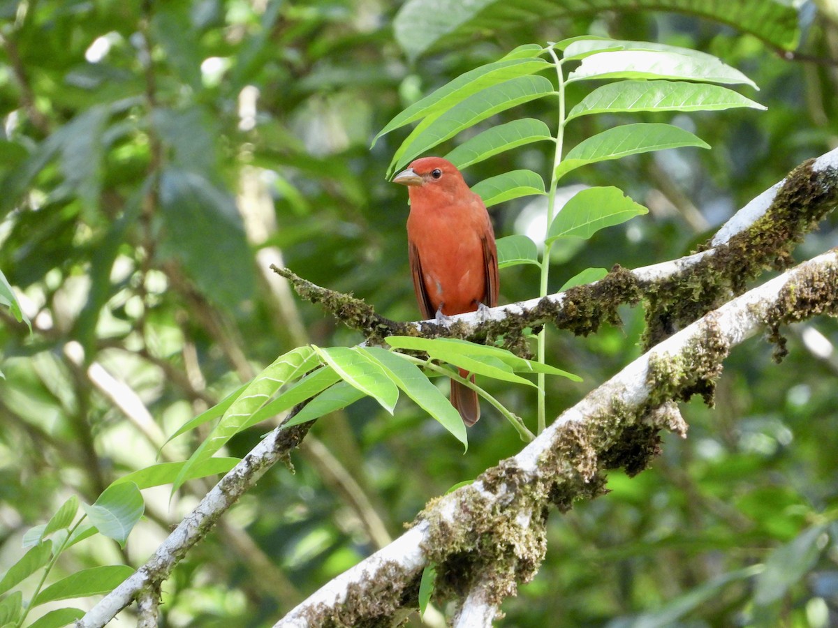 piranga ohnivá - ML410303261