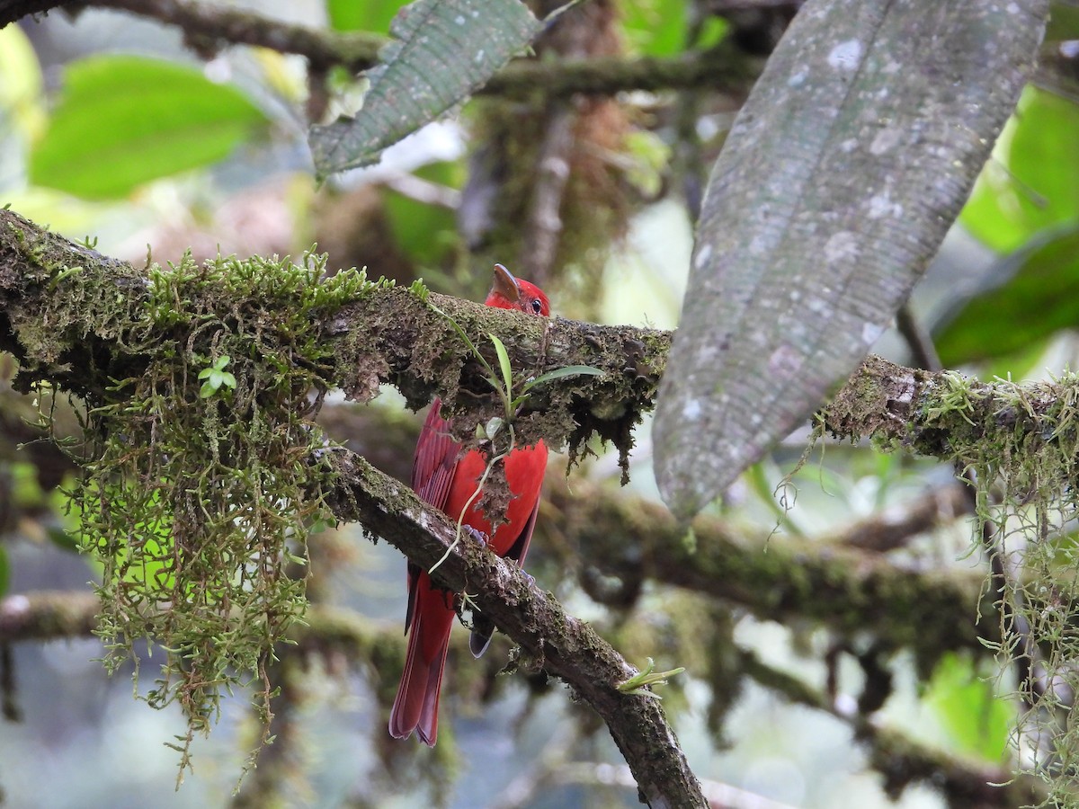 piranga ohnivá - ML410303281