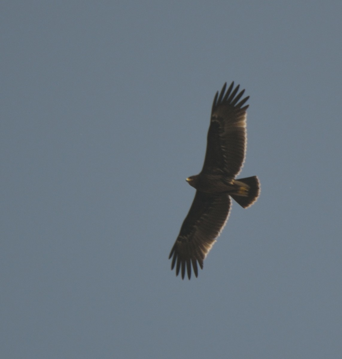 Greater Spotted Eagle - Bhaskar pandeti