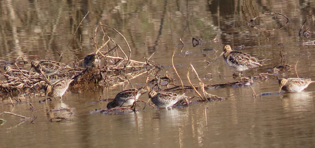 Wilson's Snipe - ML410303931