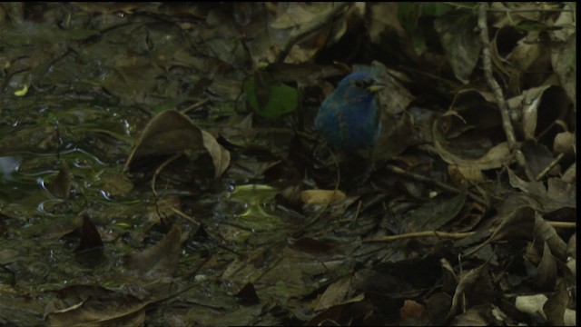 Indigo Bunting - ML410304