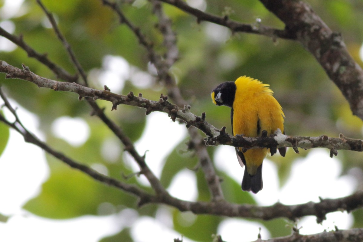 Velvet-fronted Euphonia - Ian Davies