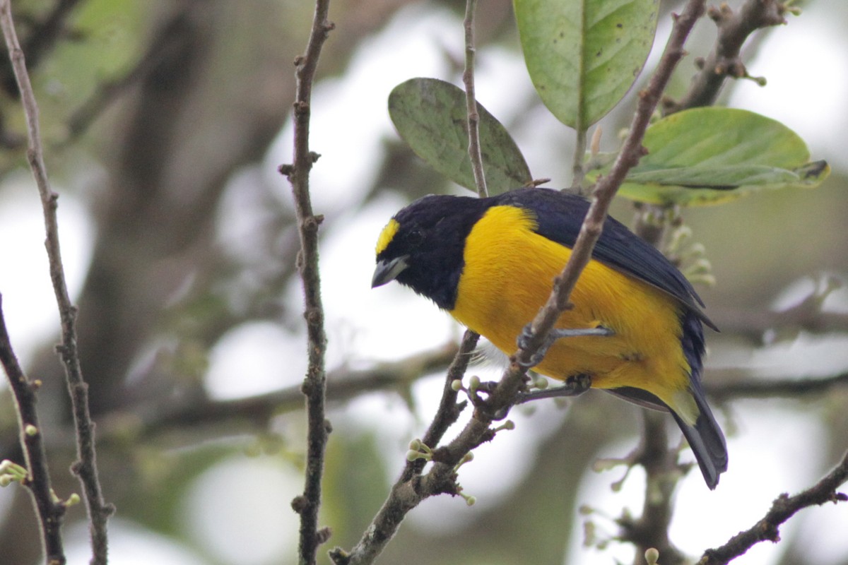 Velvet-fronted Euphonia - Ian Davies