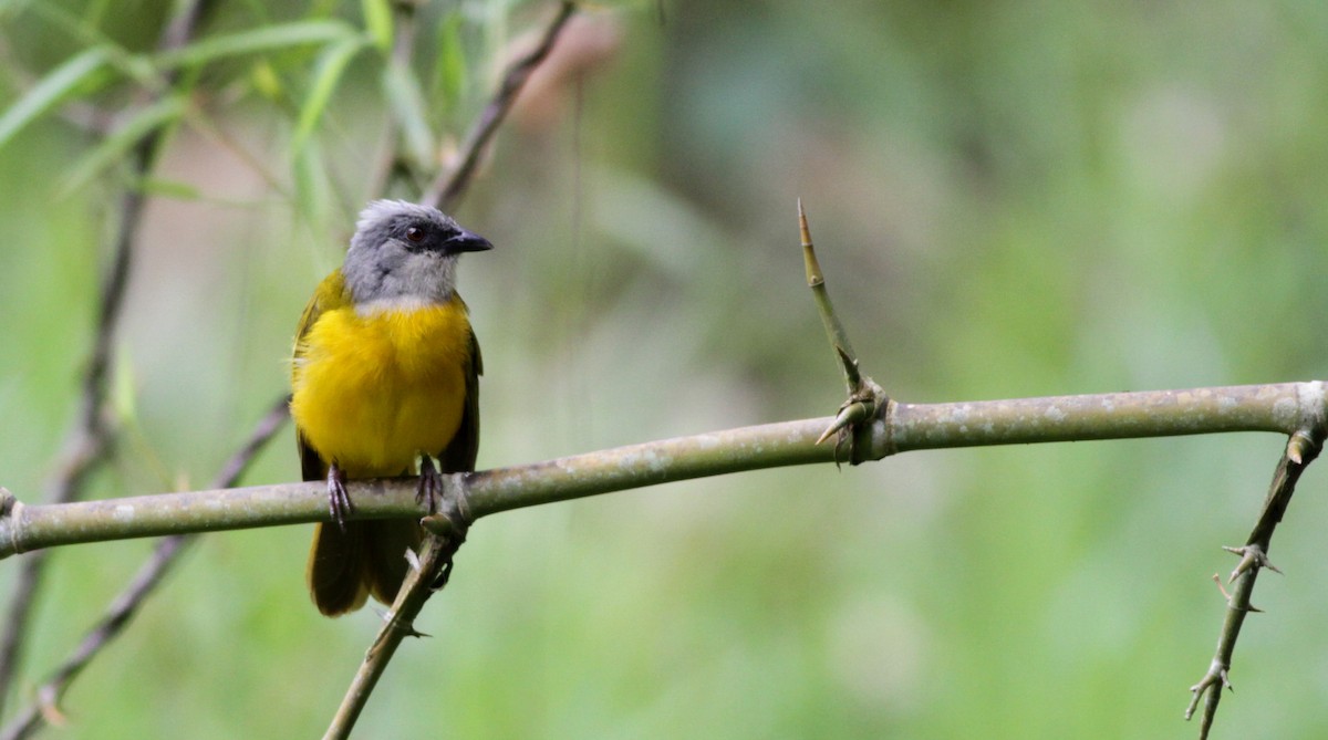 Gray-headed Tanager - ML41030501