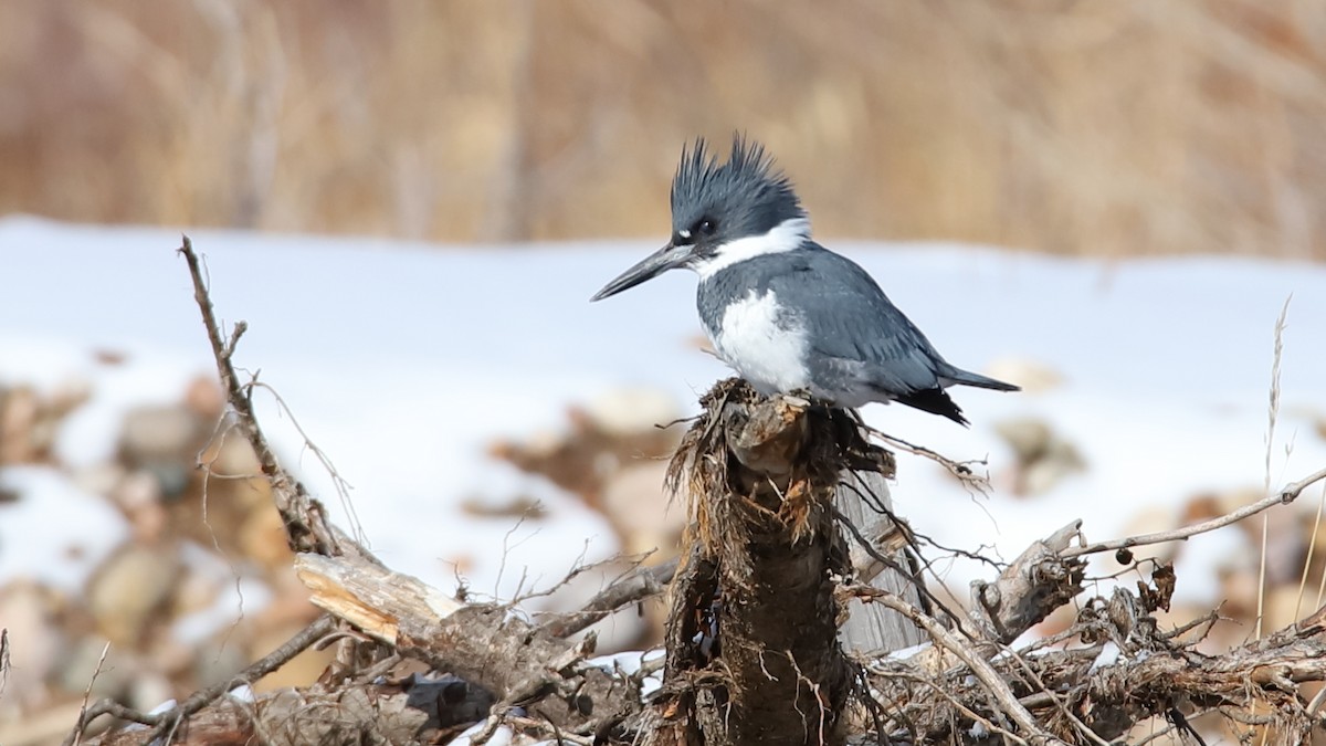 Belted Kingfisher - ML410305431