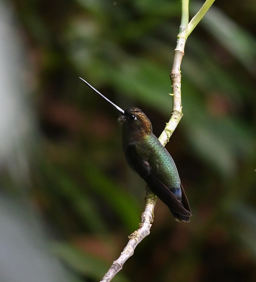 Green-fronted Lancebill - ML410305861