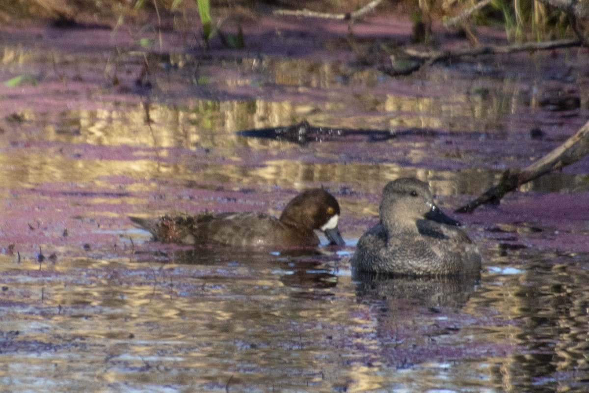 Greater Scaup - Don Rose