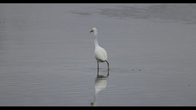 Снежная цапля - ML410308661