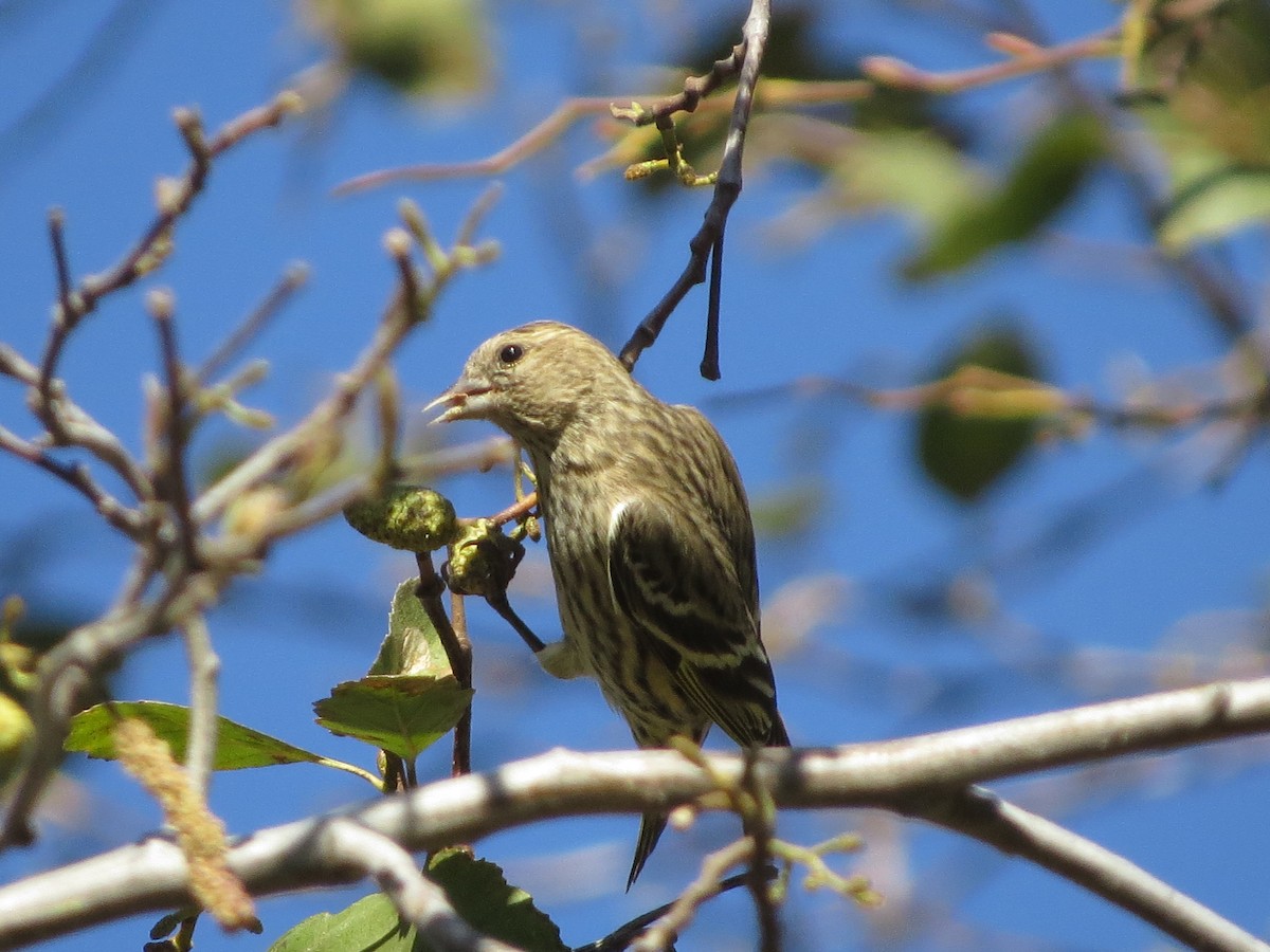 Pine Siskin - Omar Alui