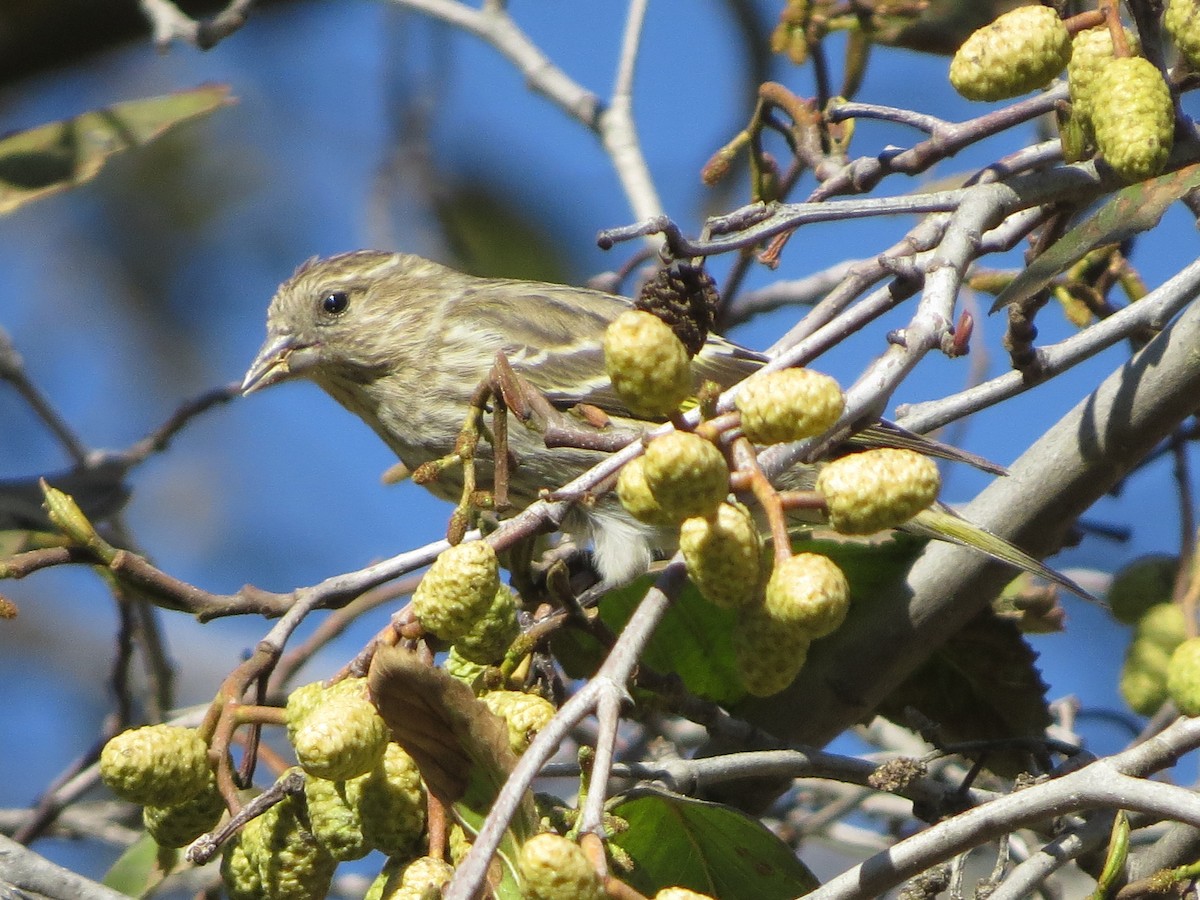 Pine Siskin - Omar Alui