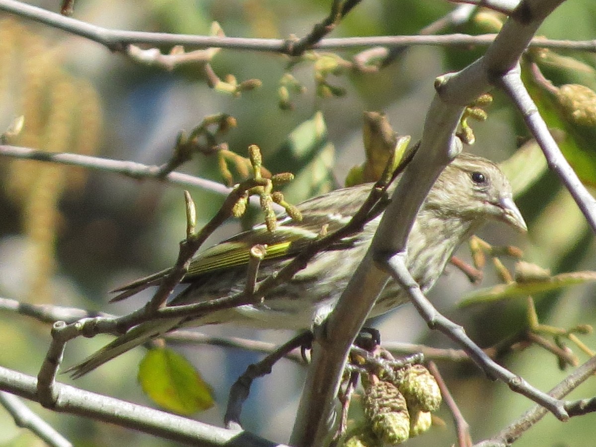 Pine Siskin - Omar Alui