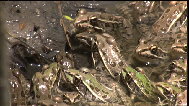 Rio Grande Frog - ML410310