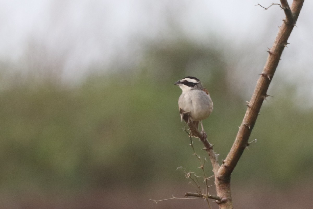 Stripe-headed Sparrow - ML410310021