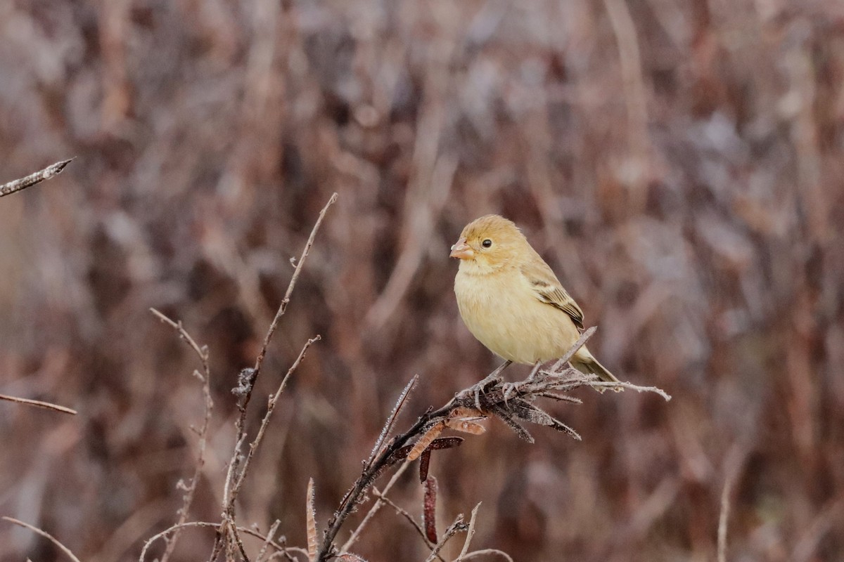 Ruddy-breasted Seedeater - ML410310331