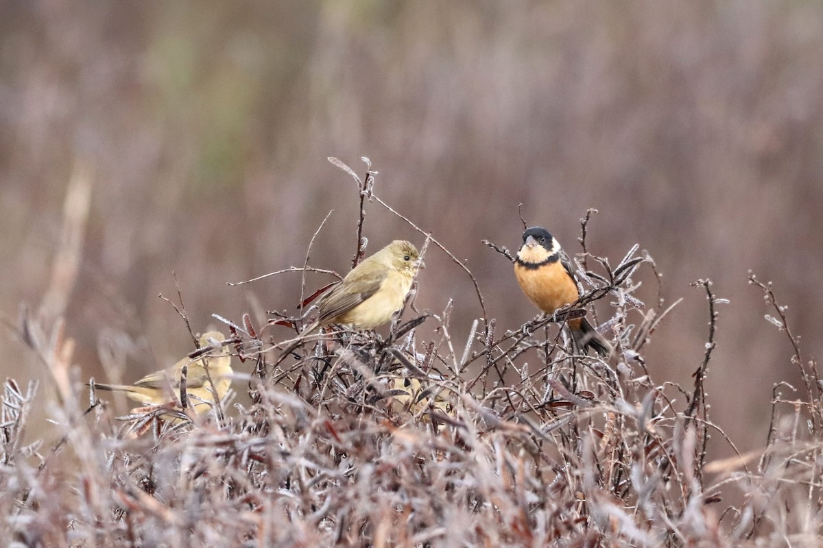 Cinnamon-rumped Seedeater - ML410310691