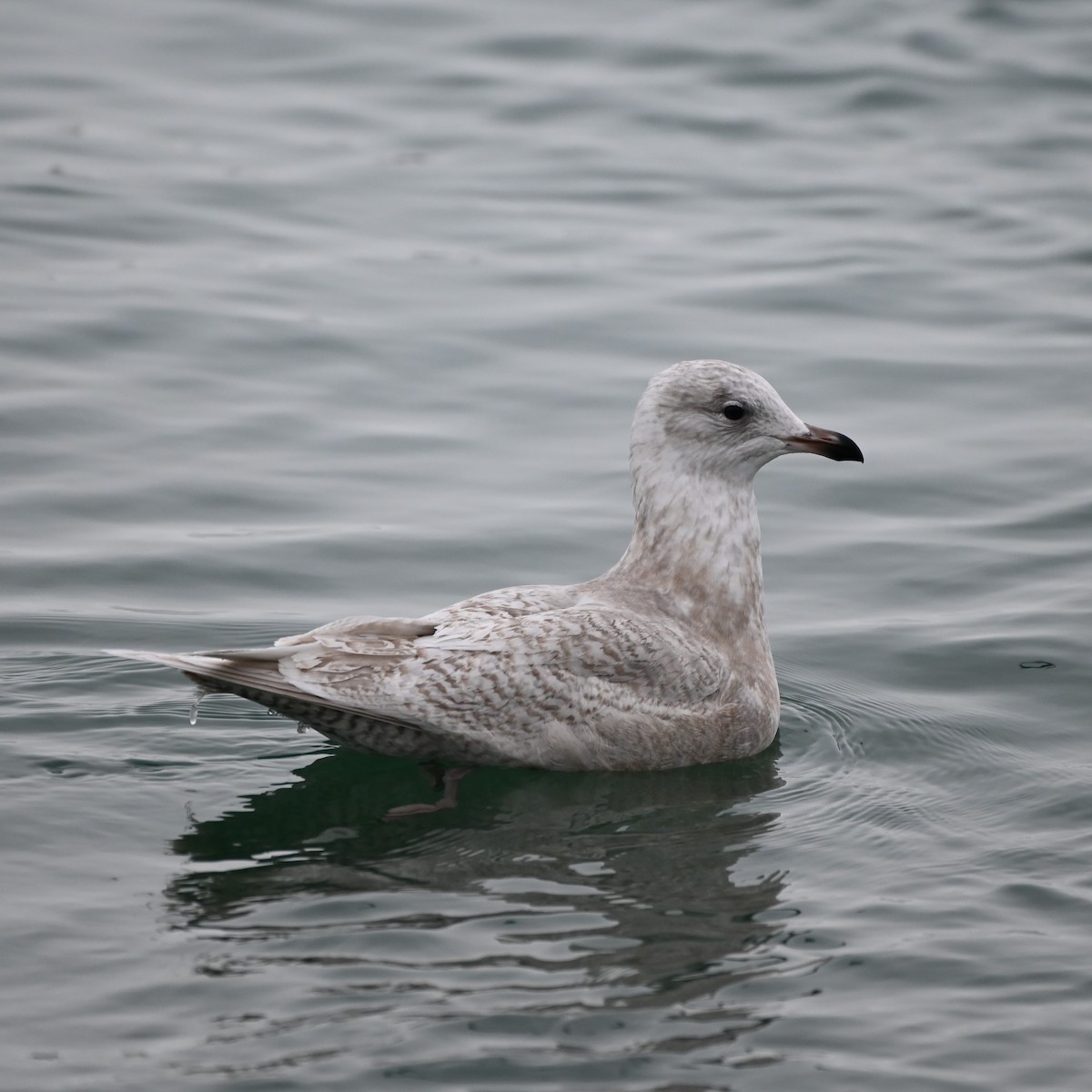 Iceland Gull - Andrew Campbell