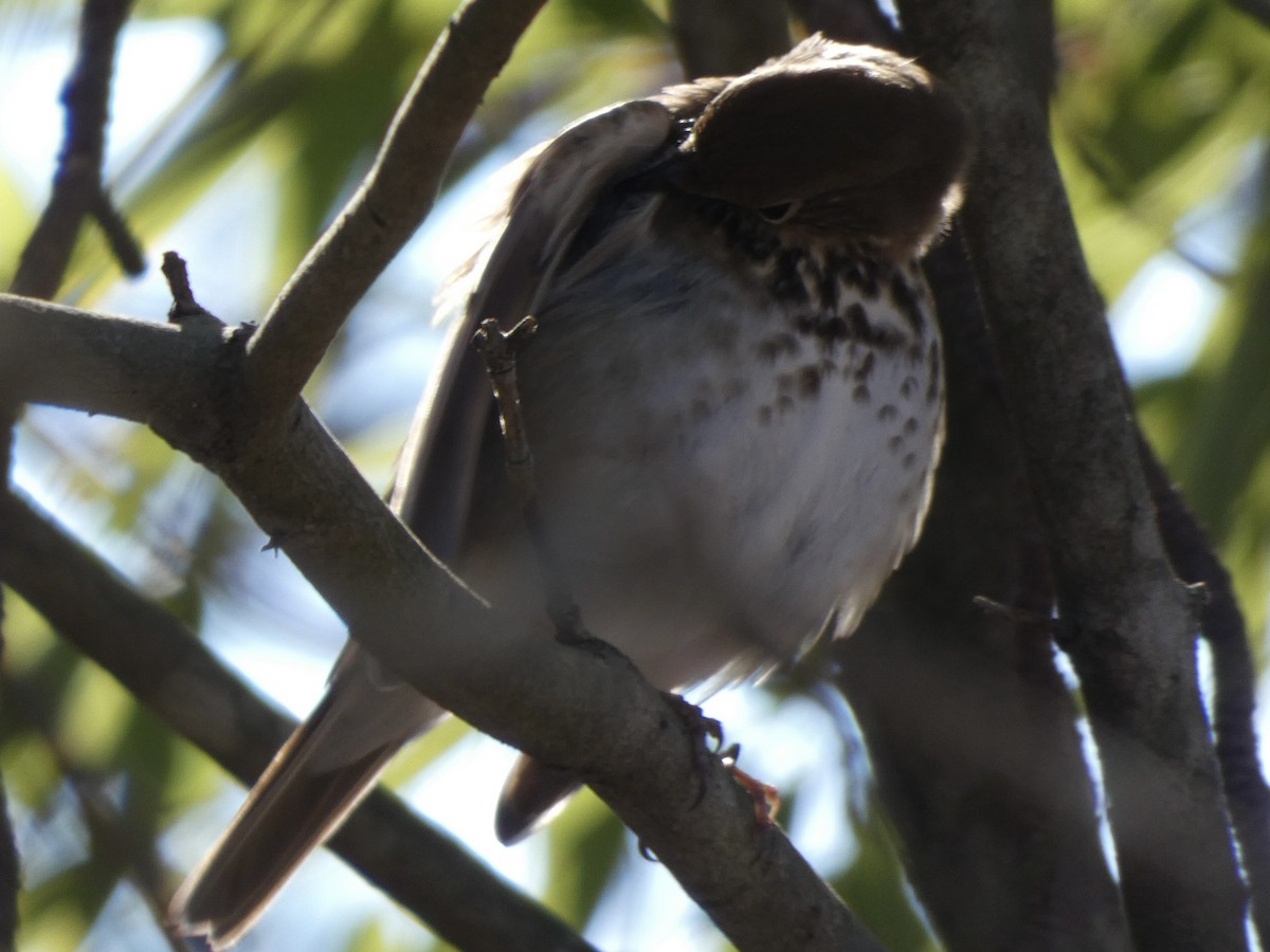 Hermit Thrush - ML410313141