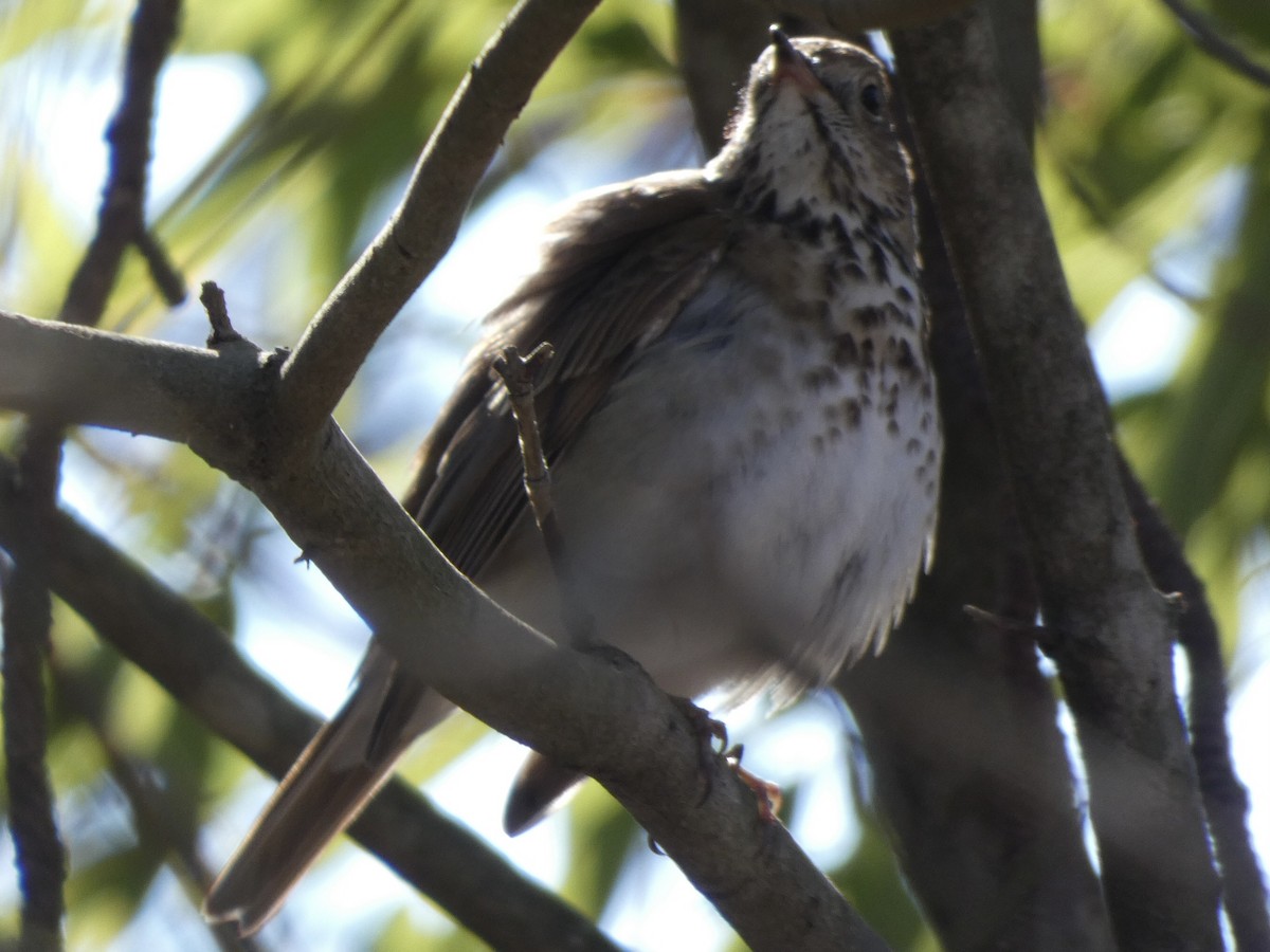 Hermit Thrush - ML410313171