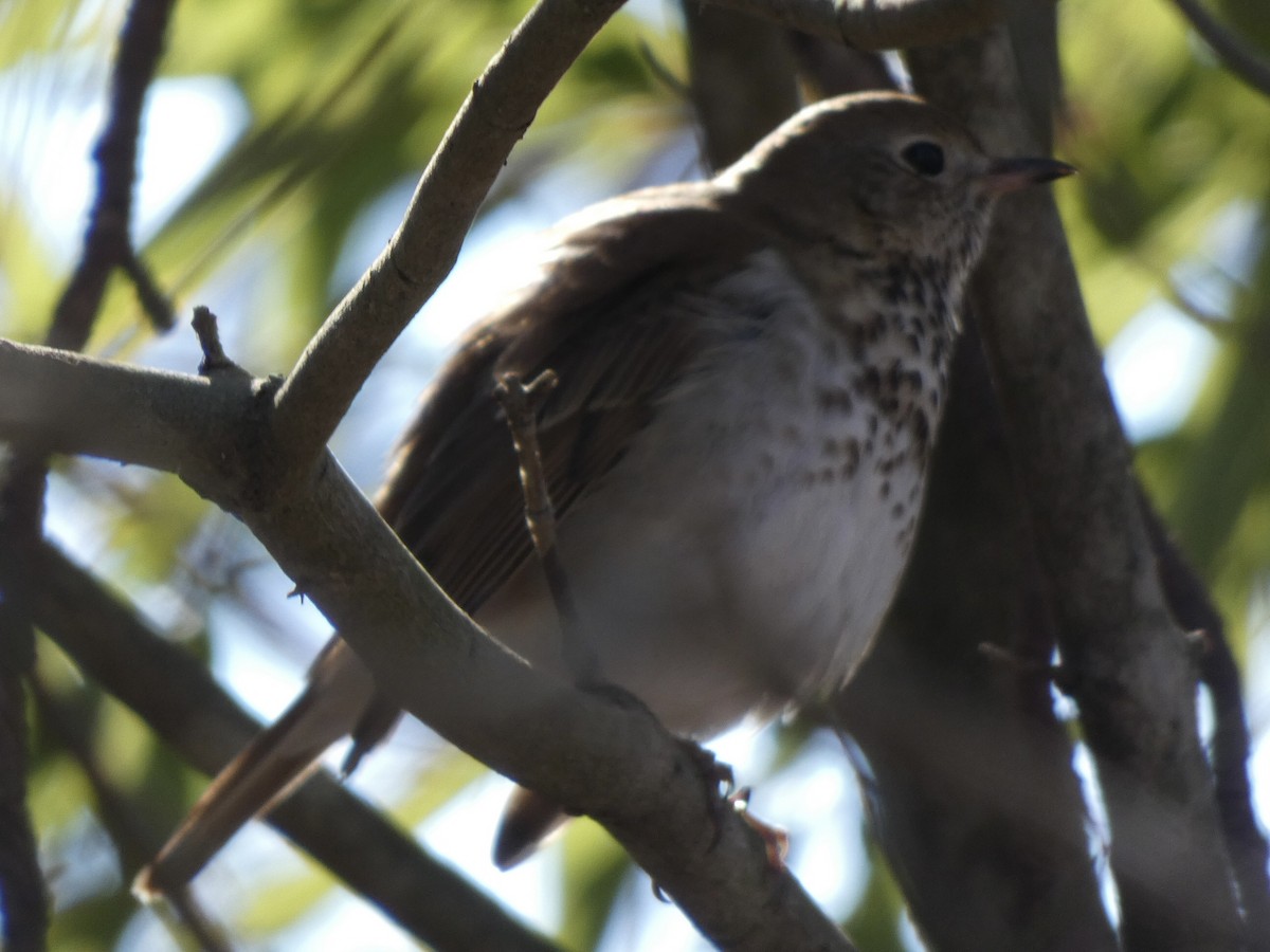 Hermit Thrush - ML410313181