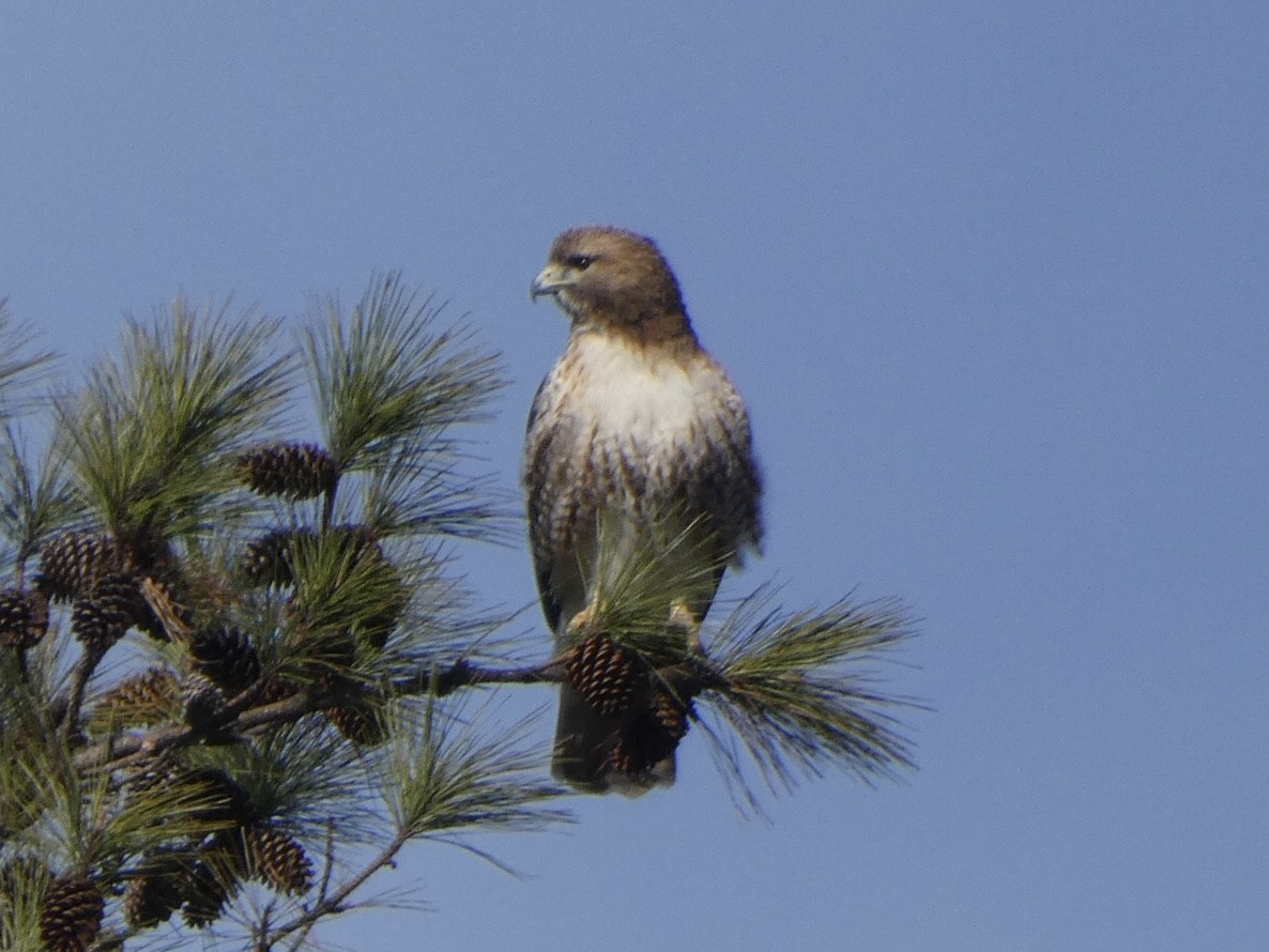 Red-tailed Hawk - ML410313341