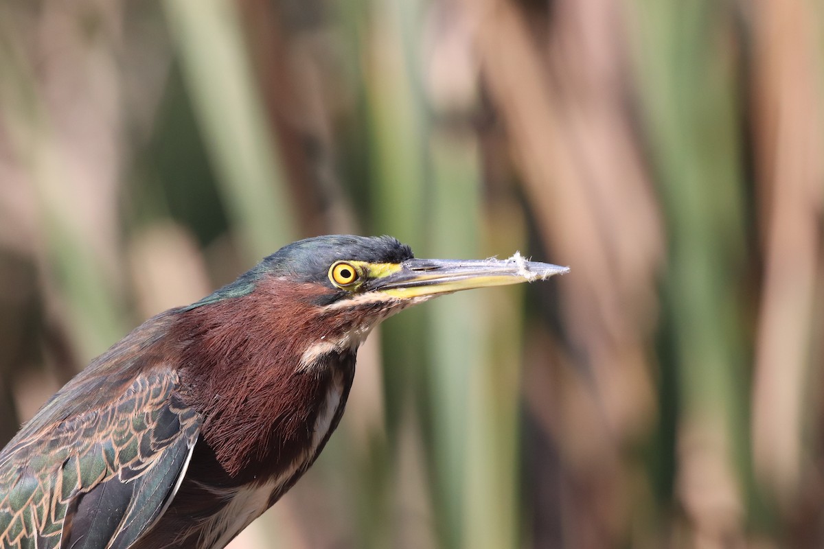 Green Heron - Jonathan Vargas