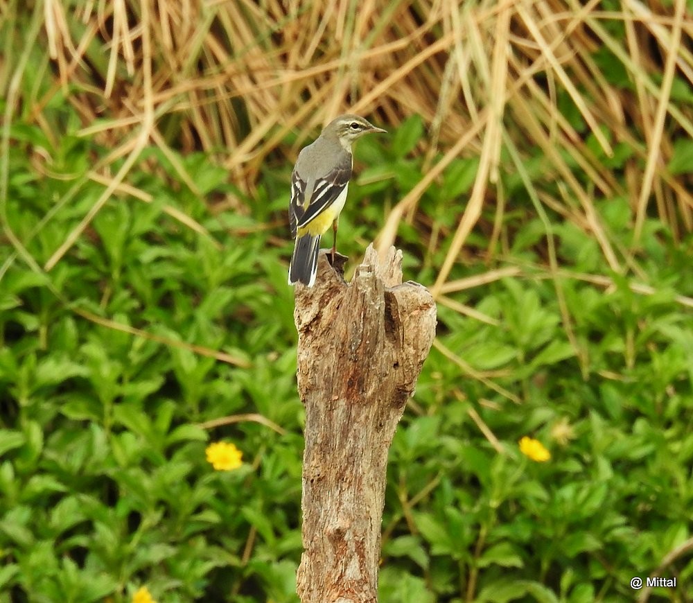 Gray Wagtail - ML41031361