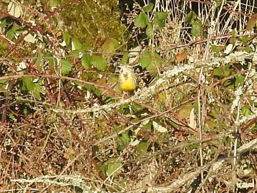 Western Meadowlark - ML410313691