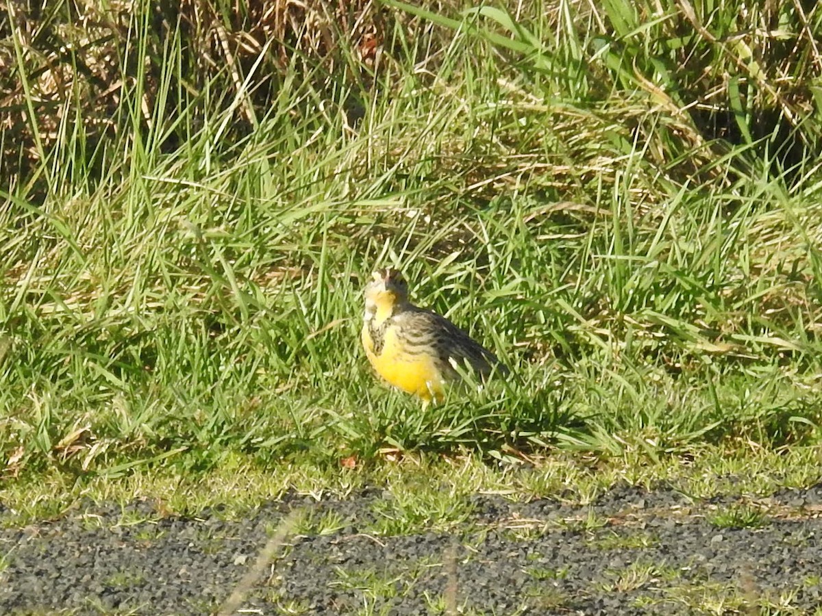 Western Meadowlark - ML410313701