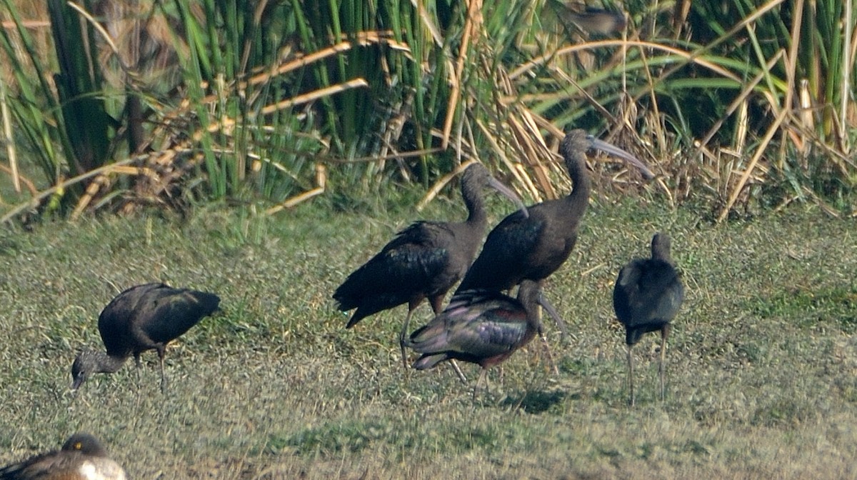 Glossy Ibis - ML41031471