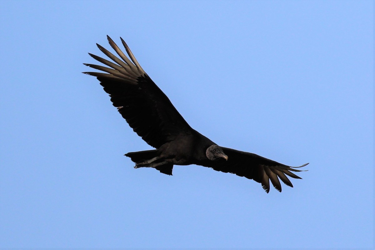 Black Vulture - Gail DeLalla